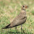 Juvenile of Oriental pratincole.jpg