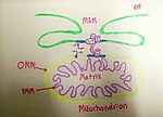 Thumbnail for Mitochondria associated membranes