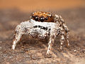 Miniatura para Habronattus conjunctus