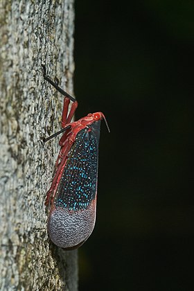 Kalidasa lanata, um inseto hemíptero nativo da Índia do Sul. (definição 2 636 × 3 954)