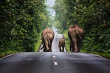 The population of Asian elephants in Thailand's wild has dropped to an estimated 2,000-3,000. Khaoyai 06.jpg