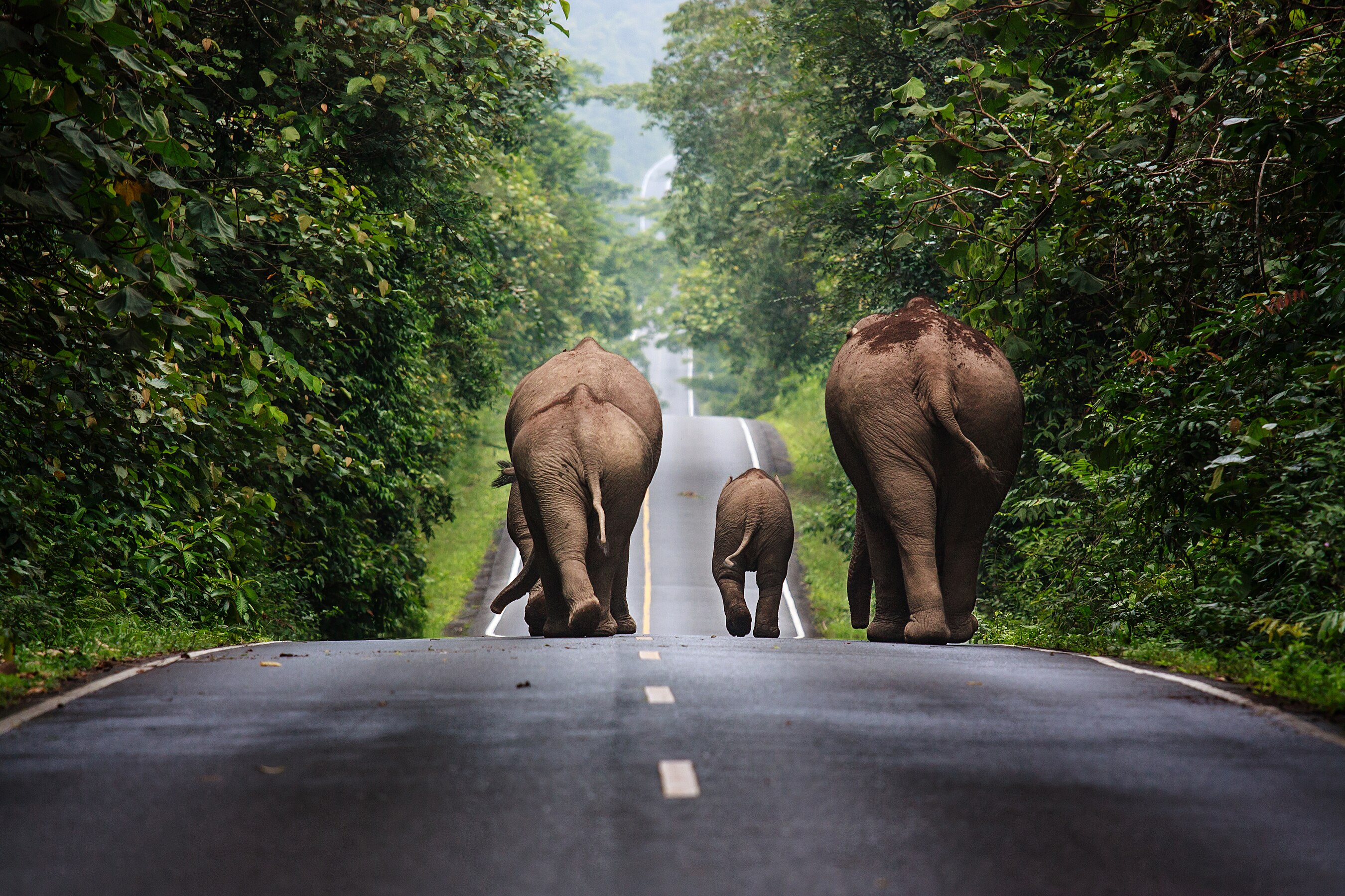 Wild elephants walking up a road in the area of Khao Yai National Park, by Khunkay #5