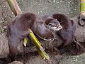 Oriental Small-clawed Otters (Aonyx cinereus) in Emmen Zoo, the Netherlands.