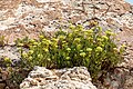 * Nomination Sea fennel (Crithmum maritimum) at the powder house in the Fortezza, Rethymno, Crete, Greece --XRay 03:25, 20 September 2023 (UTC) * Promotion  Support Good quality. --Johann Jaritz 03:52, 20 September 2023 (UTC)