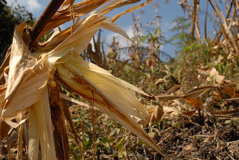 Soubor:Kukuřice na úbočí mexické sopky Takana.jpg