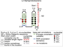 L2 ribosomal protein leader