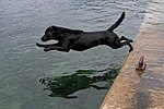 Labrador retriever, apporterande hund.