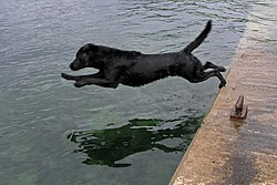 Labrador Retriever dive.jpg