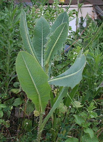 نبات الخس البري (Lactuca virosa)