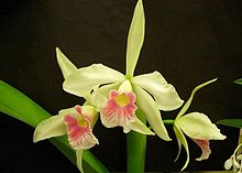 Laelia purpurata carnea.jpg