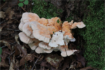 Thumbnail for Laetiporus cremeiporus