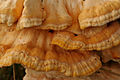 Laetiporus sulphureus