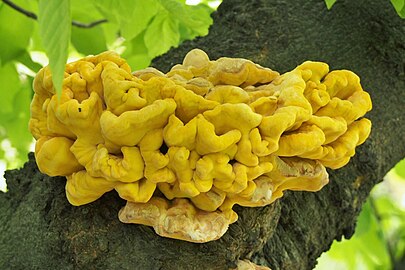 Laetiporus sulphureus, Żółciak siarkowy, rosnący na Cladrastis kentukea, Strączyn żółty, OB Wrocław, 2022-05-22