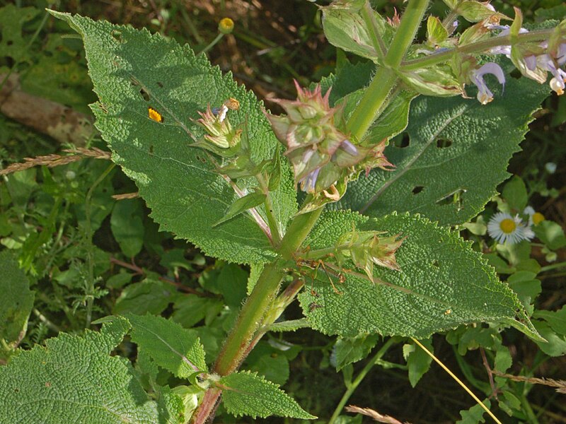 File:Lamiaceae - Salvia sclarea. Agata Fossili197-1.JPG
