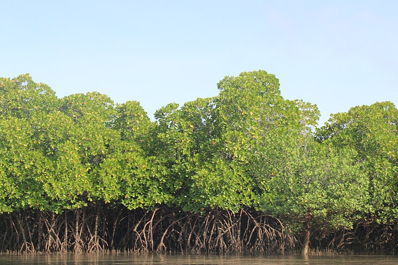 File:Lamu Mangrove trees.jpg