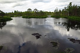 Laugas Sämi soos Sämi maastikukaitsealal