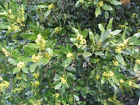 Laurus nobilis