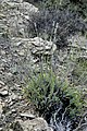Lavandula latifolia plant (18).jpg