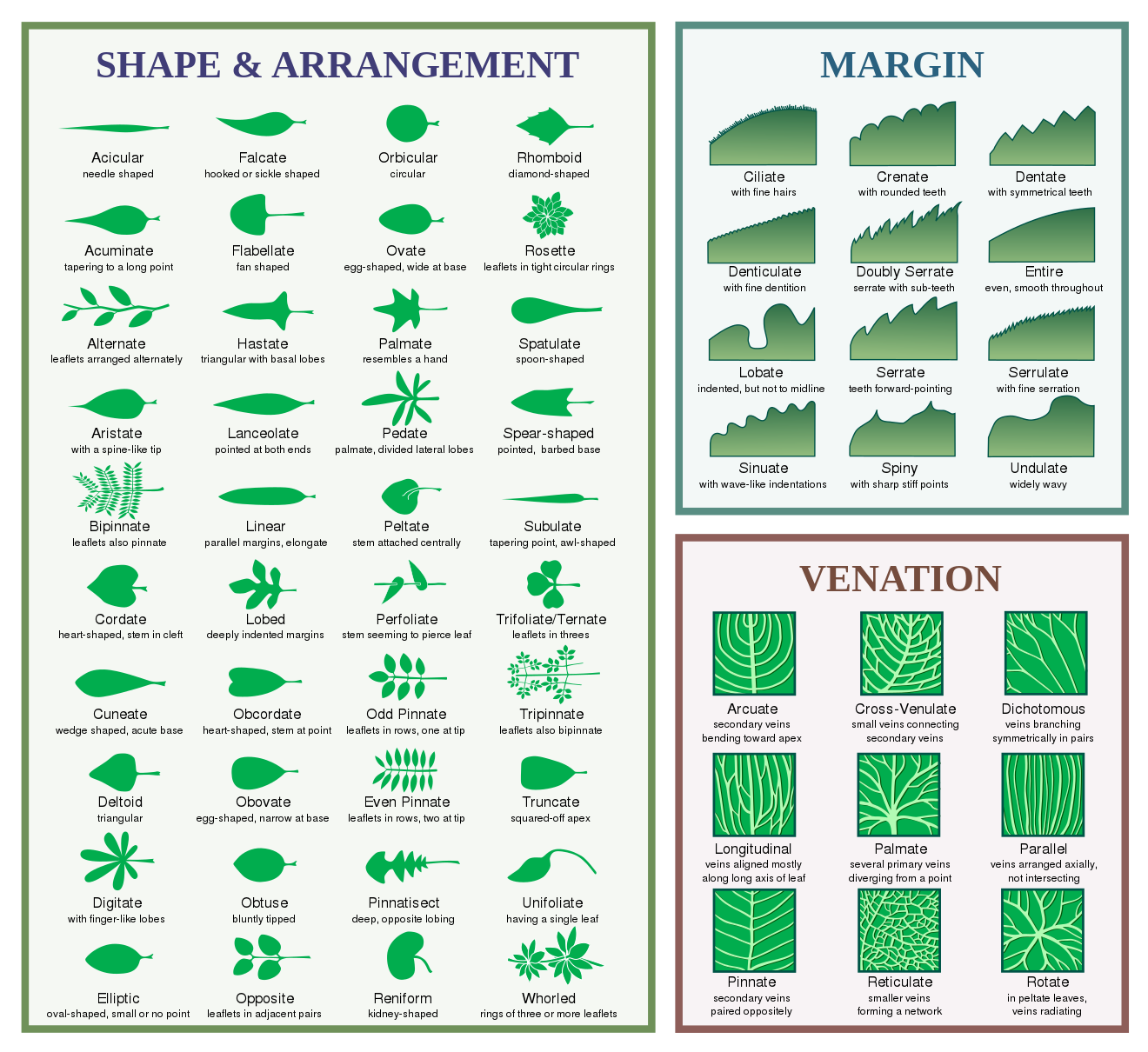 Leaf morphology terms