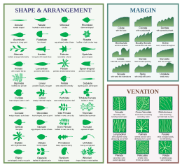 Leaf morphology.svg