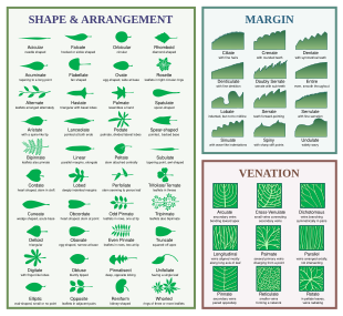 Chart illustrating leaf morphology terms Leaf morphology.svg