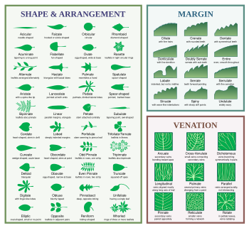 Plant Species Chart