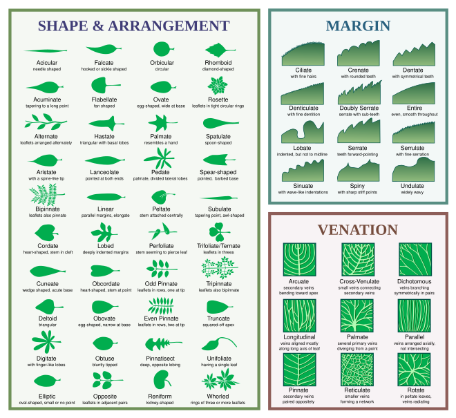 Leaf morphology terms Leaf morphology.svg