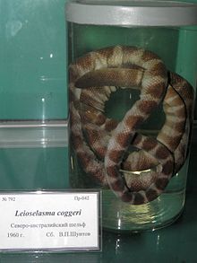 Snake scale - Wikipedia