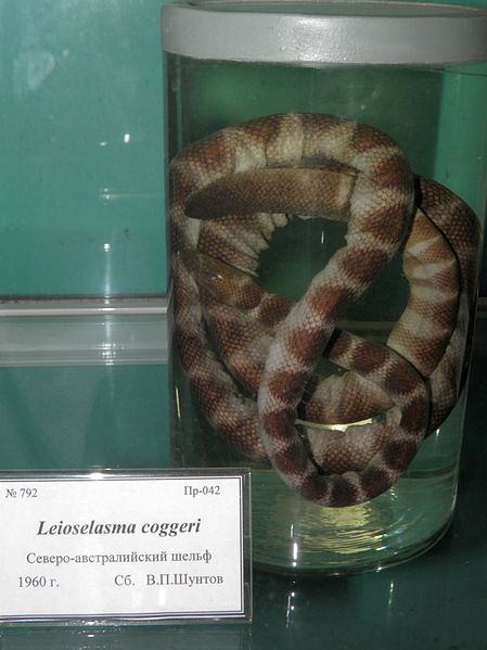 File:Leioselasma coggeri.JPG