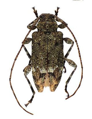 <i>Leptostylopsis thomasi</i> Species of beetle