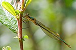 L. sponsa immature male with white pterstigma and green/brown eyes.