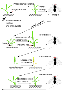 Life cycle of Oscinella frit L..svg