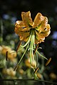 Lilium henryi