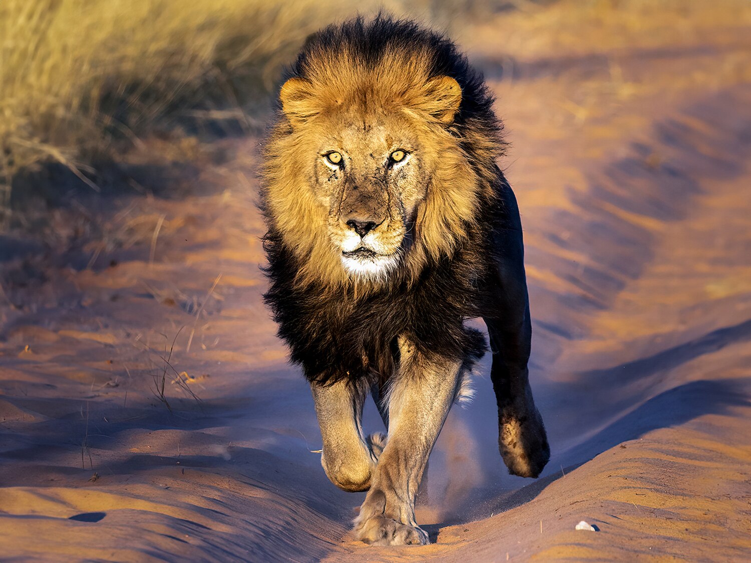 Lion - Wikiwand