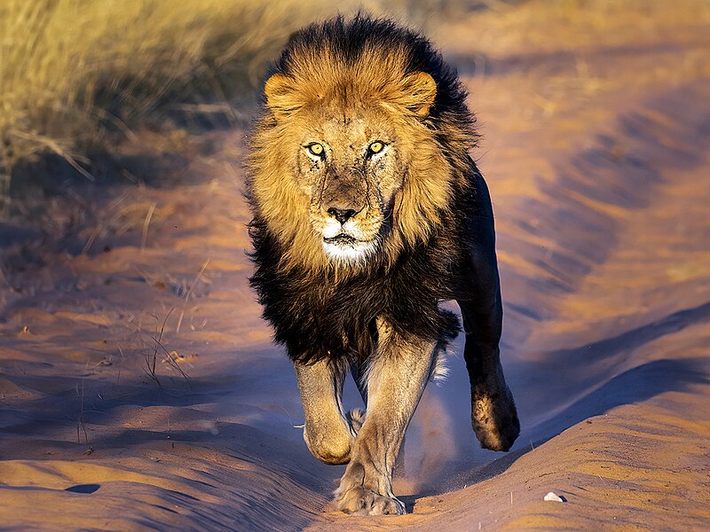 File:Lion at Working with Wildlife South Africa.jpg