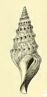 <i>Lissodrillia verrillii</i>