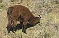 Llama - Comunidad Mapuche - SMAndes - JUL06.jpg