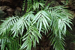 Lomariopsis tenuifolia
