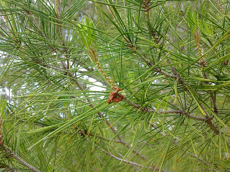 File:Lone Pine leaves 2.jpg