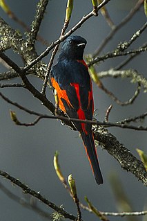 <span class="mw-page-title-main">Long-tailed minivet</span> Species of bird