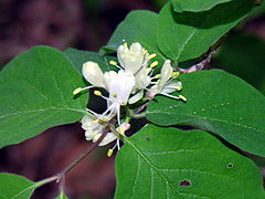 Lonicera xylosteum ziedas resize.JPG