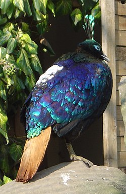 Lophophorus impejanus (Jardin Acclimatation).jpg