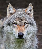 Loup_gris_(Canis_lupus_)