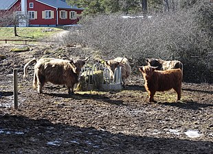 Gårdens highland cattle