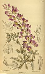 Lupinus chamissonis (Chamisso Bush Lupin)