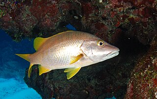 Schoolmaster snapper Species of fish