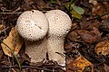 * Nomination Lycoperdon Perlatum in the Forest of Leningrad Oblast --Florstein 07:08, 9 June 2022 (UTC) * Promotion  Support Good quality. --MIGORMCZ 15:48, 9 June 2022 (UTC)