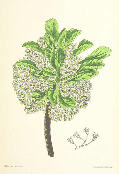 File:MELLISS(1875) p395 - PLATE 41 - Psiadia Rotundifolia.jpg