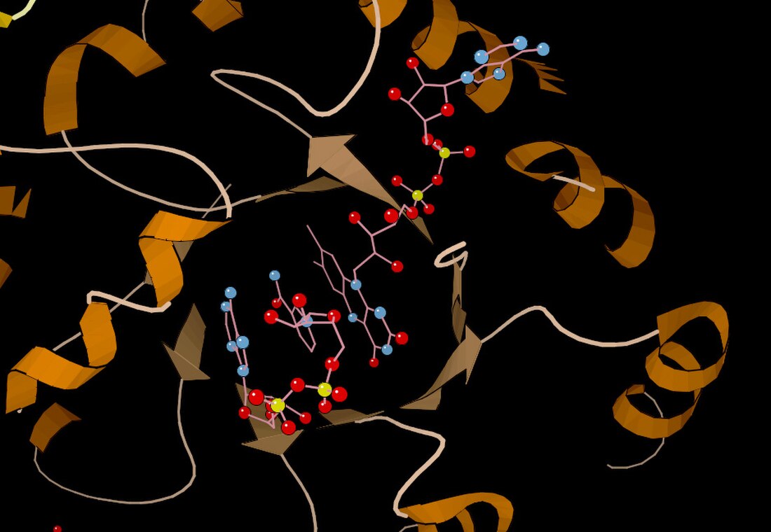 Metilentetrahidrofolat reduktaza (NAD(P)H)