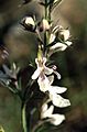 Teucrium pseudochamaepitys